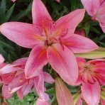 Ľalia ázijská (Lilium asiatic) RÚŽOVÁ - 1 cibuľka v kvetináči, kont. C2L